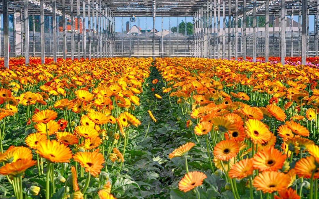 EveryD Flowers