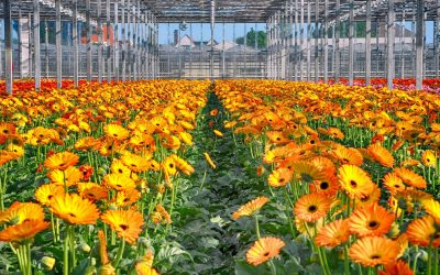 EveryD Flowers