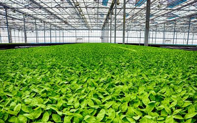 Koppert Cress