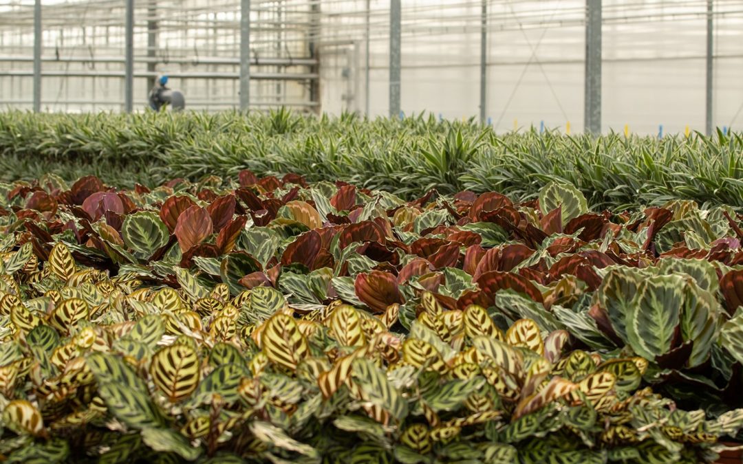 Forever Plants