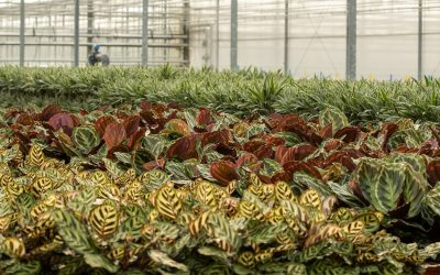 Forever Plants